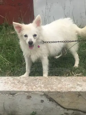3-6 months Female Purebred American Eskimo