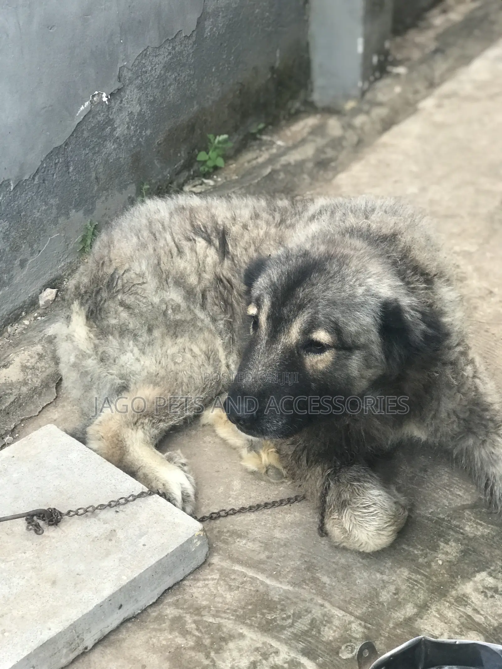 1+ year Male Purebred Caucasian Shepherd