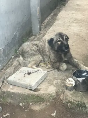 1+ year Male Purebred Caucasian Shepherd