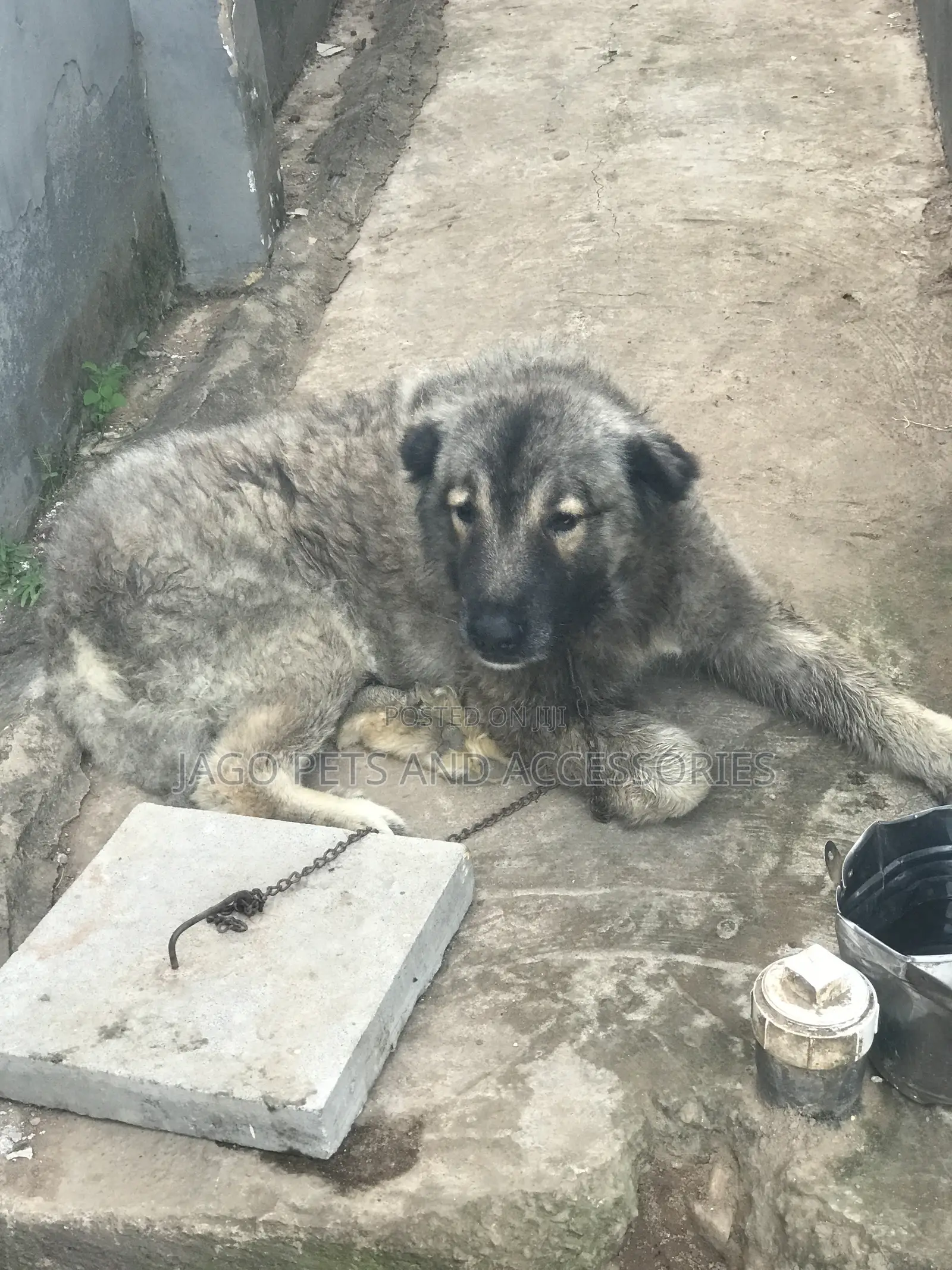 1+ year Male Purebred Caucasian Shepherd