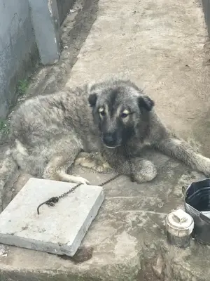 1+ year Male Purebred Caucasian Shepherd
