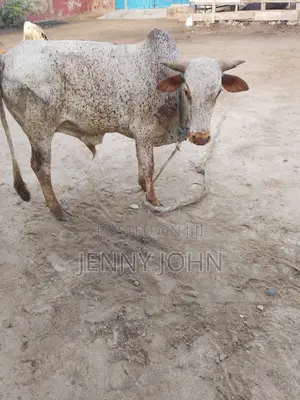 Cows Selling