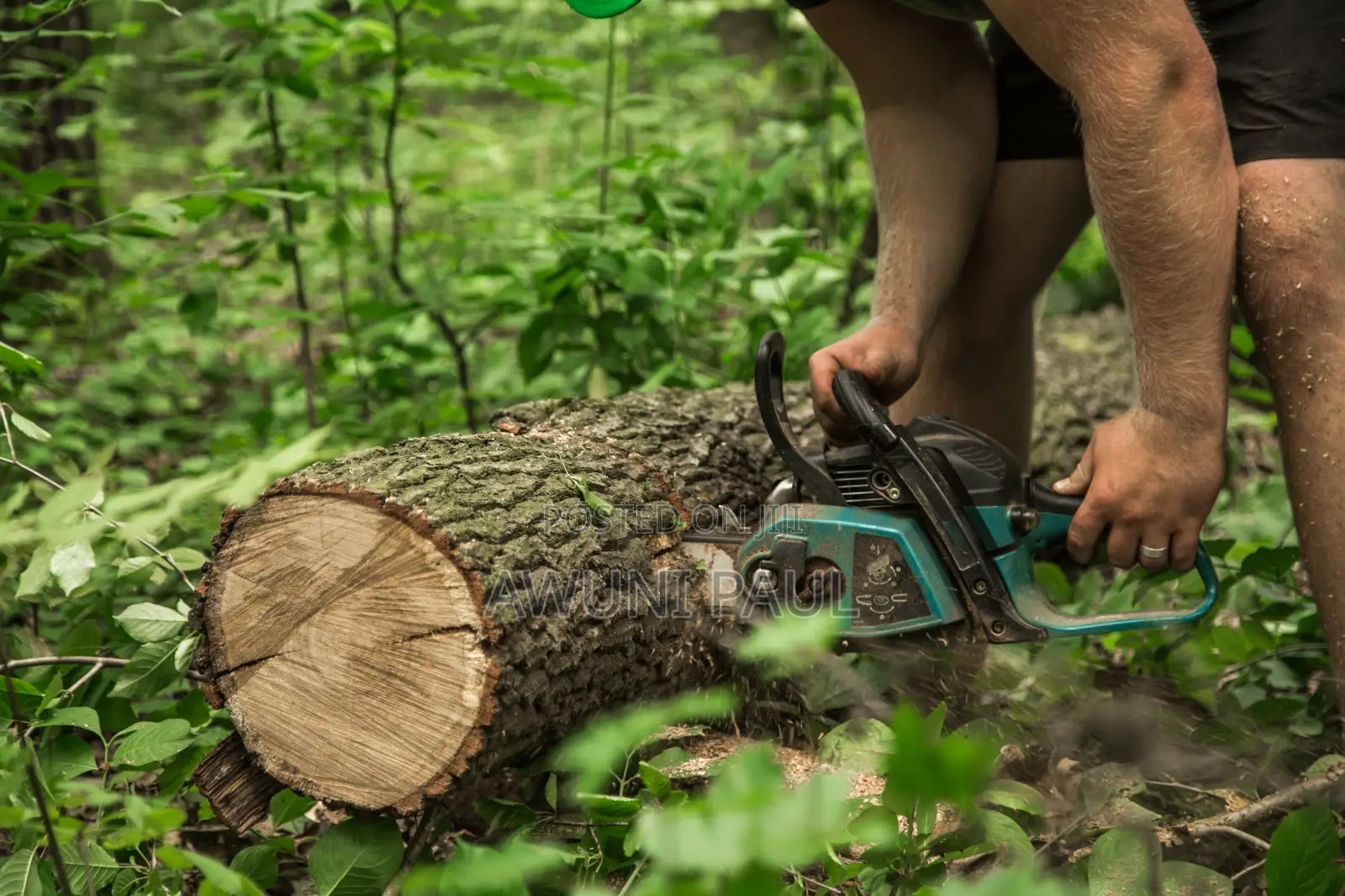 Tree Cutting And Fumigation