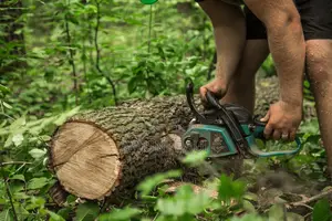 Tree Cutting And Fumigation