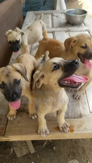 3-6 months Female Purebred Boerboel