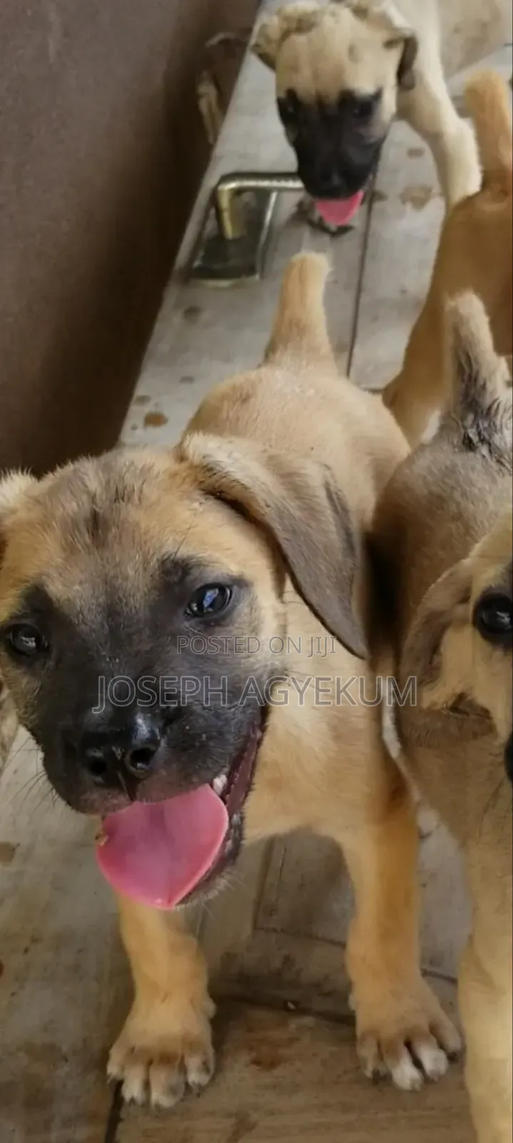 3-6 months Female Purebred Boerboel