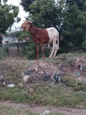 I Am a Famer and I Sell Sheep