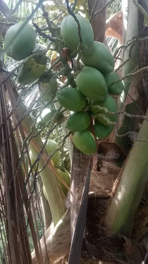 Dwarf and Hybrid Coconut Seedlings