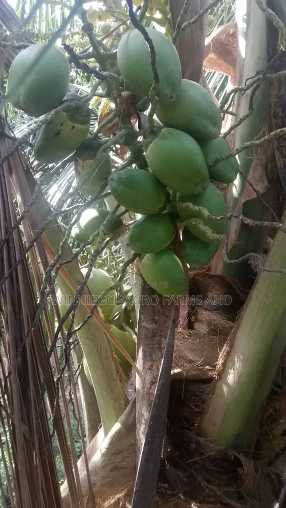 Dwarf and Hybrid Coconut Seedlings