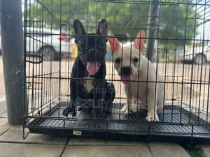 1-3 months Male Purebred French Bulldog