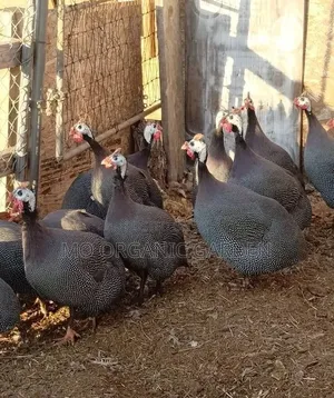 Strong Healthy Guinea Fowls for Sale