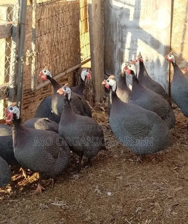 Strong Healthy Guinea Fowls for Sale
