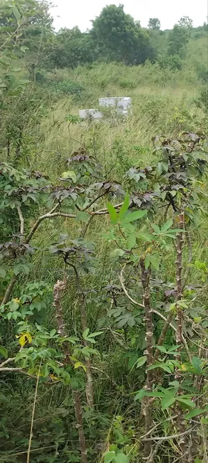 Genuine Estate Land in a Serene Environment for Sale