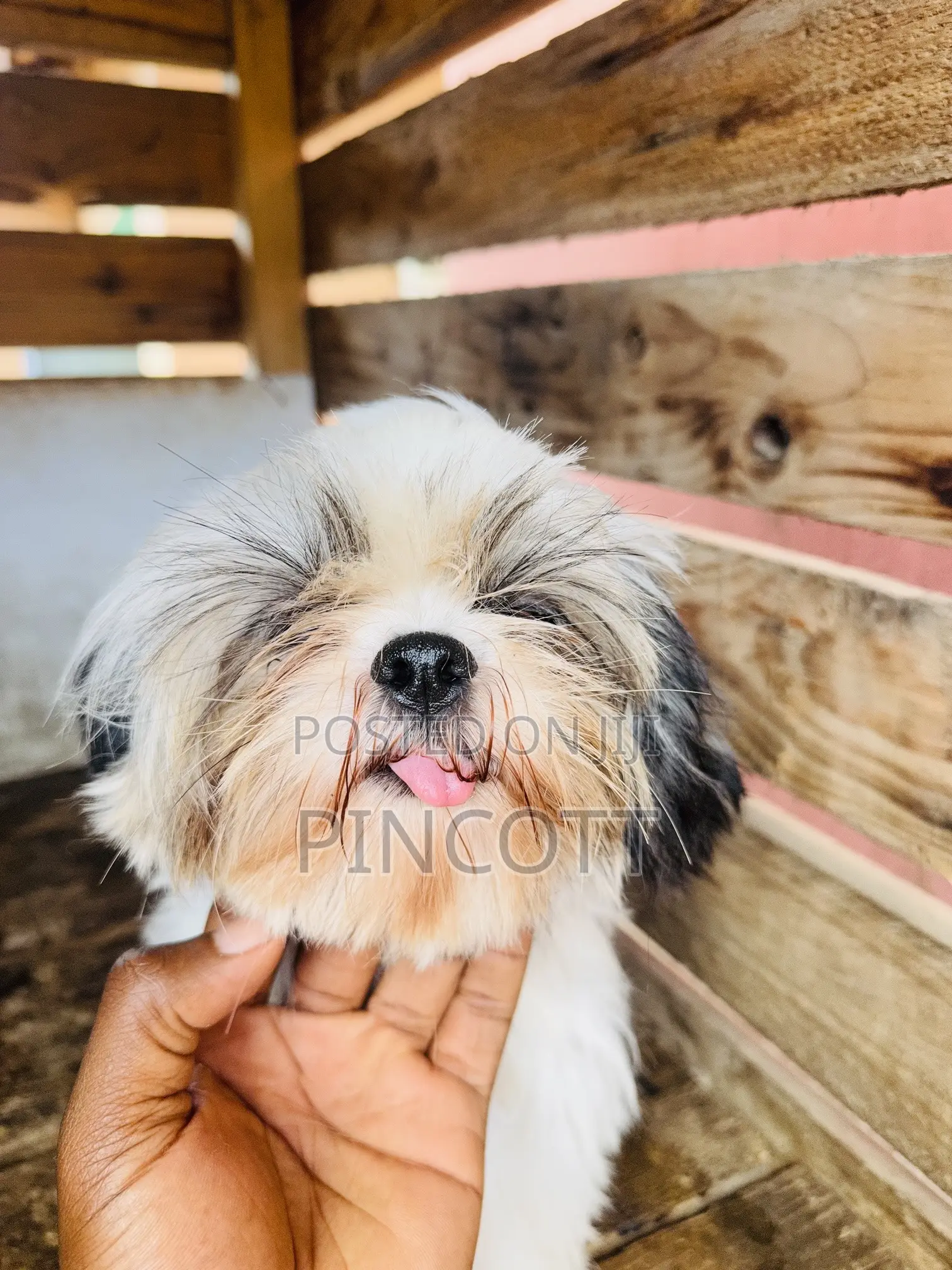 3-6 months Female Purebred Shih Tzu