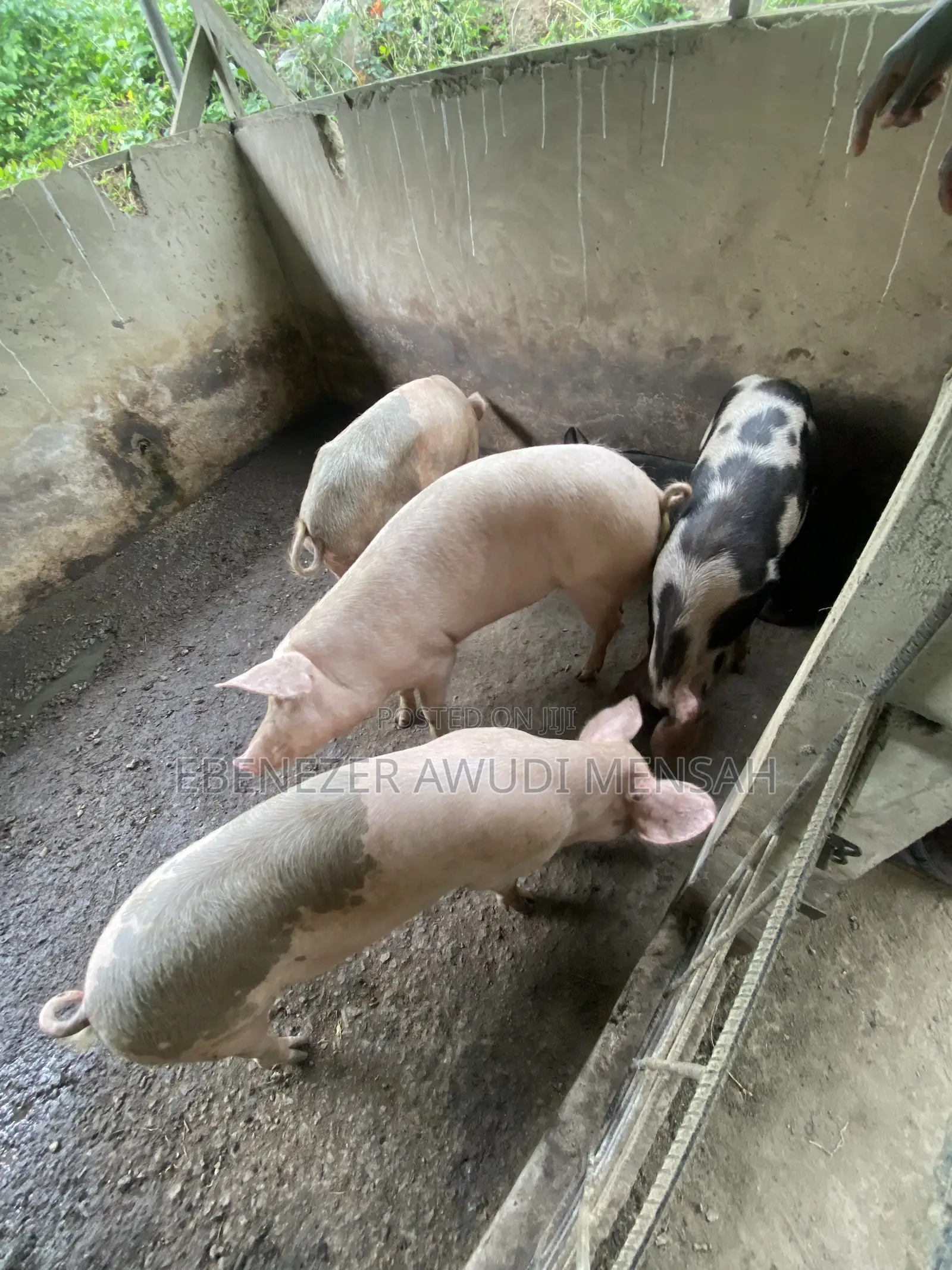 Fully Grown Pigs