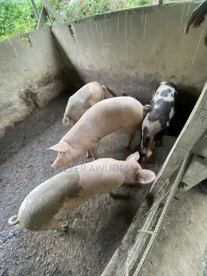 Fully Grown Pigs