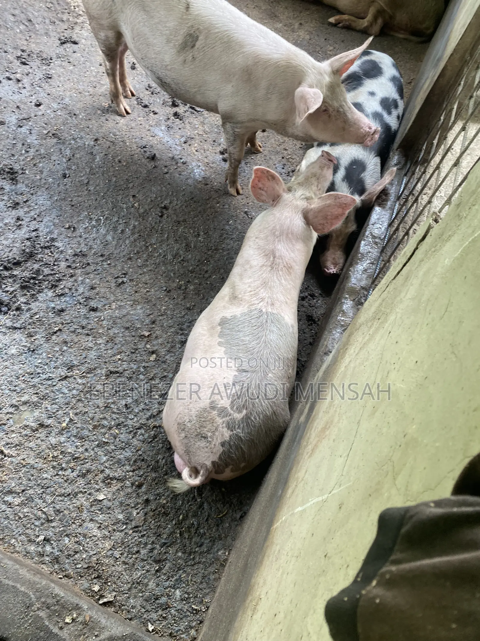 Fully Grown Pigs