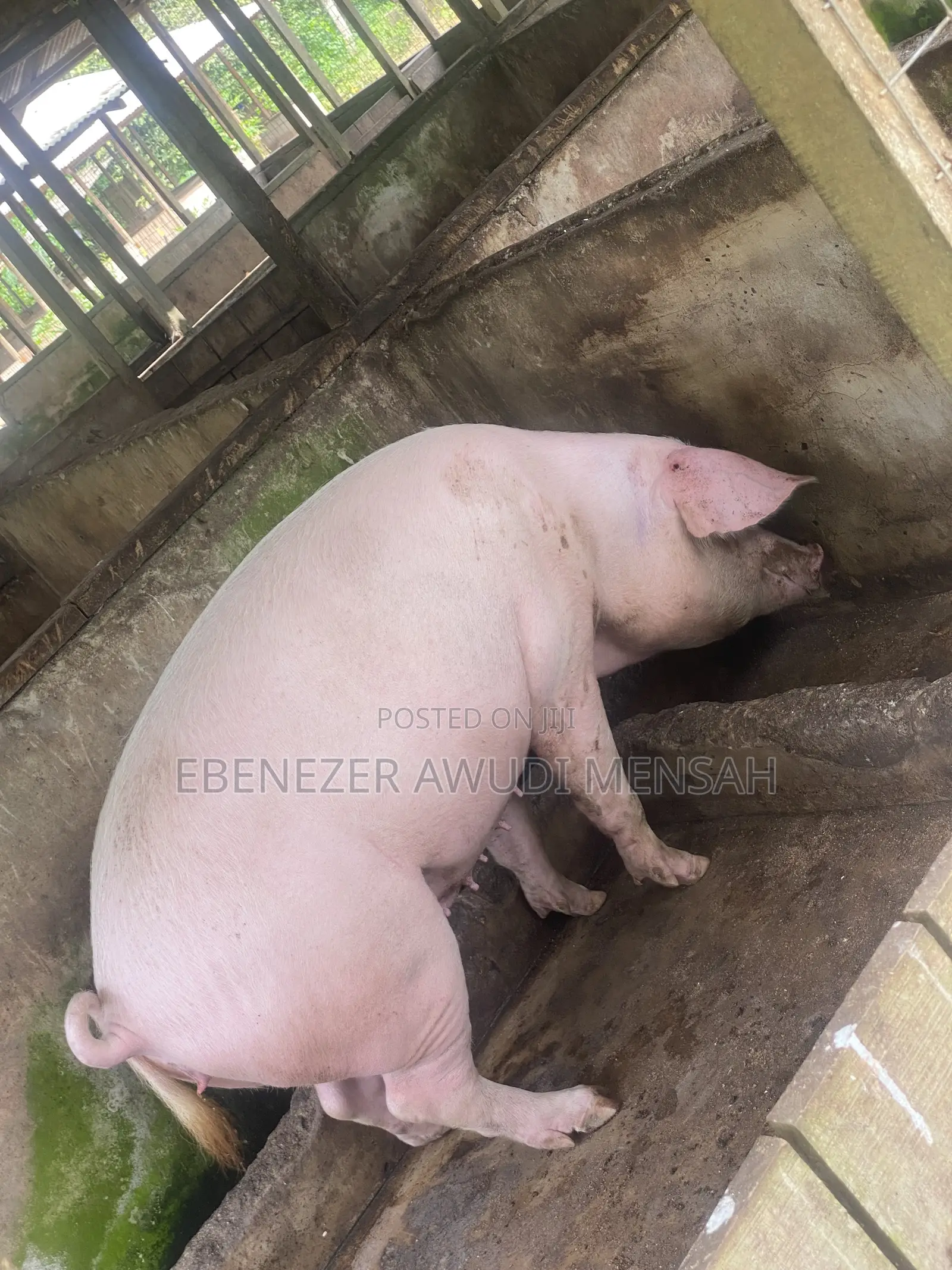 Fully Grown Pigs