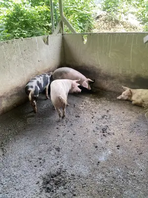 Fully Grown Pigs