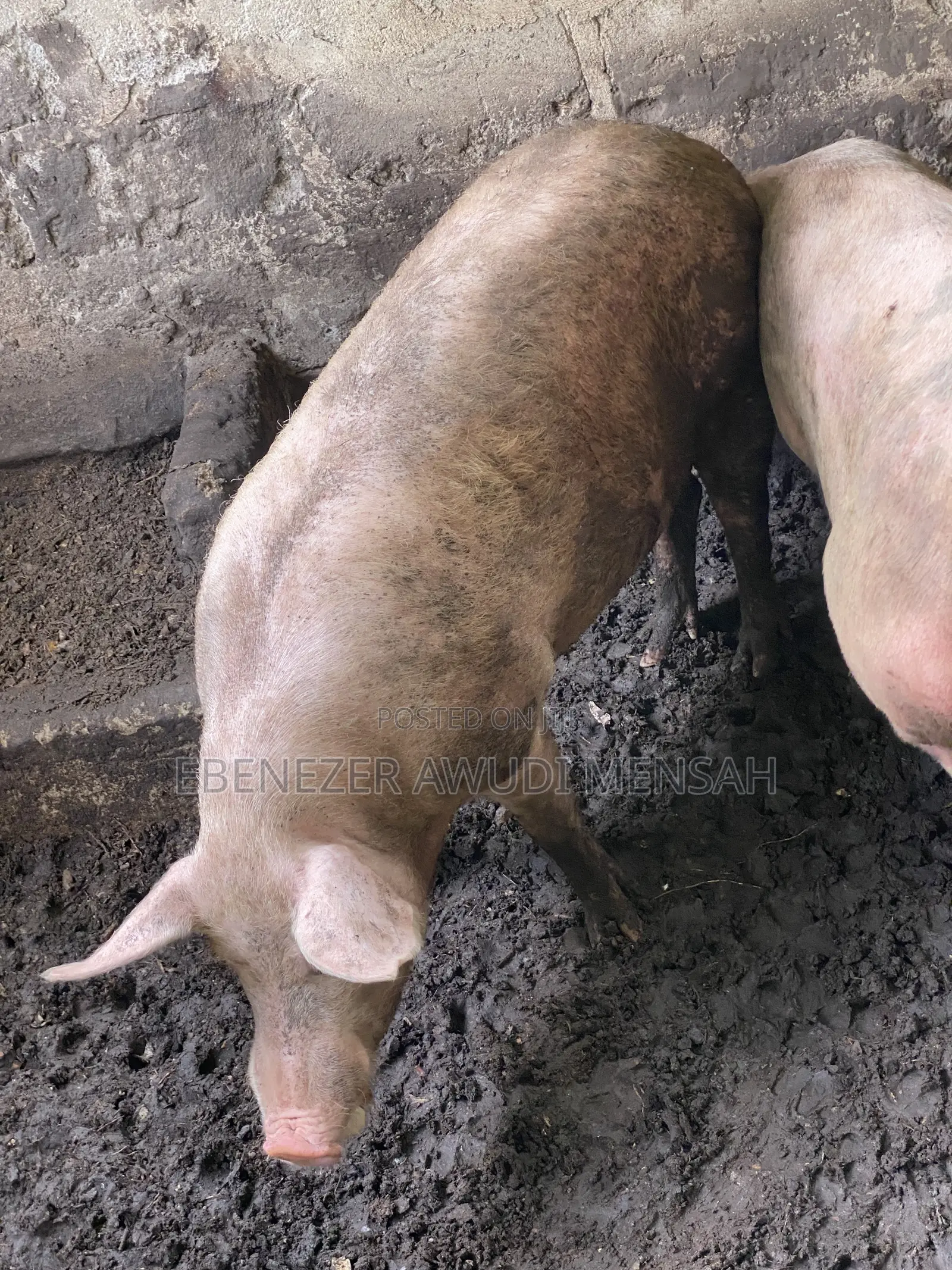 Fully Grown Pigs