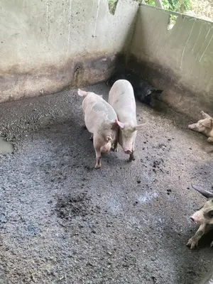 Fully Grown Pigs