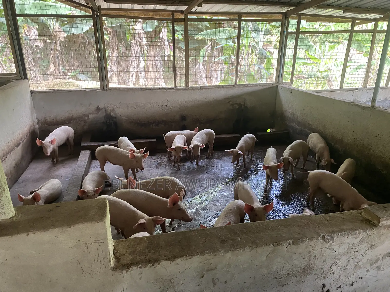 Fully Grown Pigs