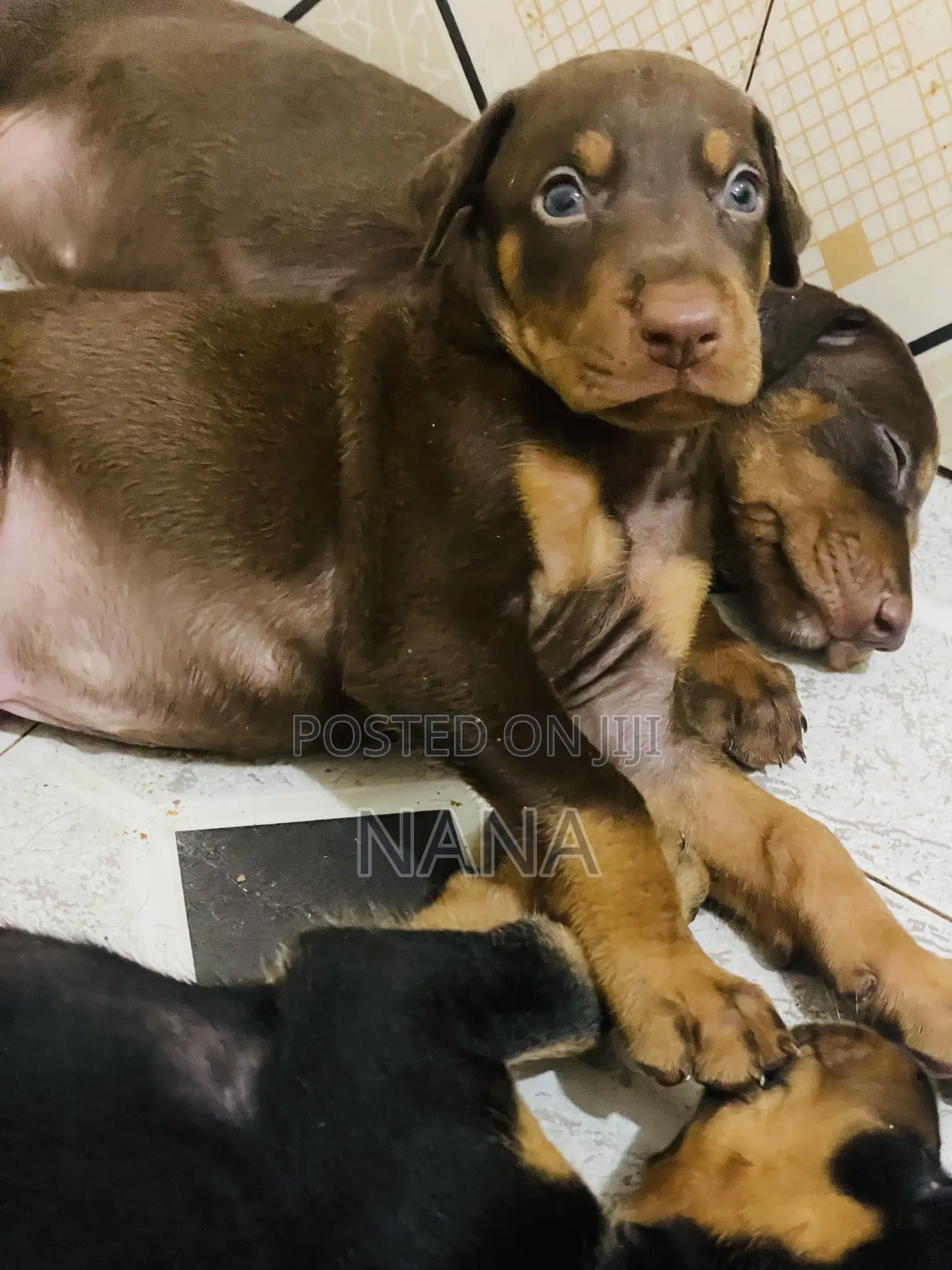 1-3 months Female Purebred Doberman Pinscher