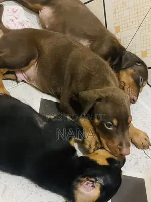 1-3 months Female Purebred Doberman Pinscher