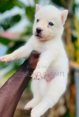 1-3 months Male Purebred Siberian Husky