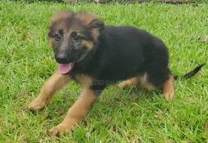 1-3 months Female Purebred German Shepherd
