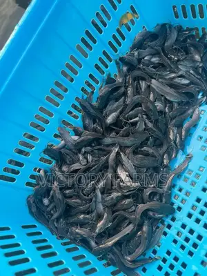 Catfish Juvenile/Jumbo