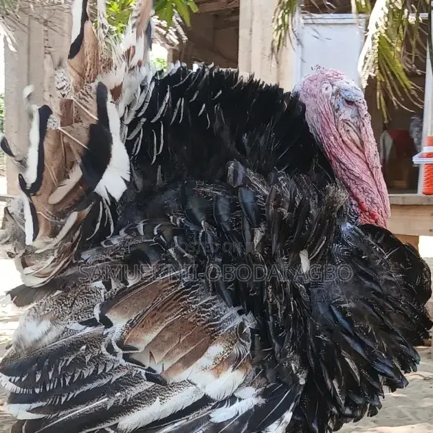 A Well Matured Turkey