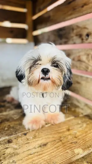 3-6 months Female Purebred Shih Tzu