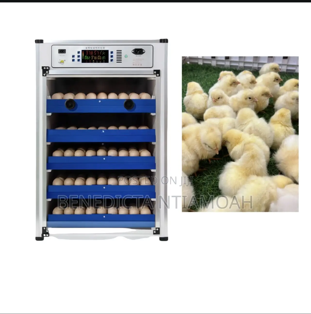 Egg Incubator Machine
