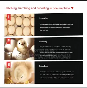 Egg Incubator Machine