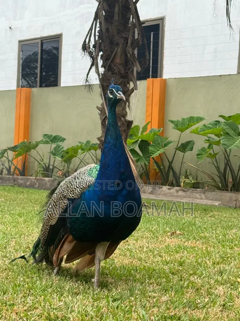 Young and Adult Peacock