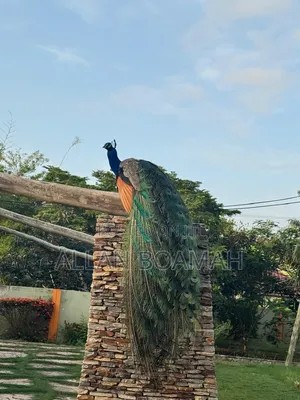 Young and Adult Peacock