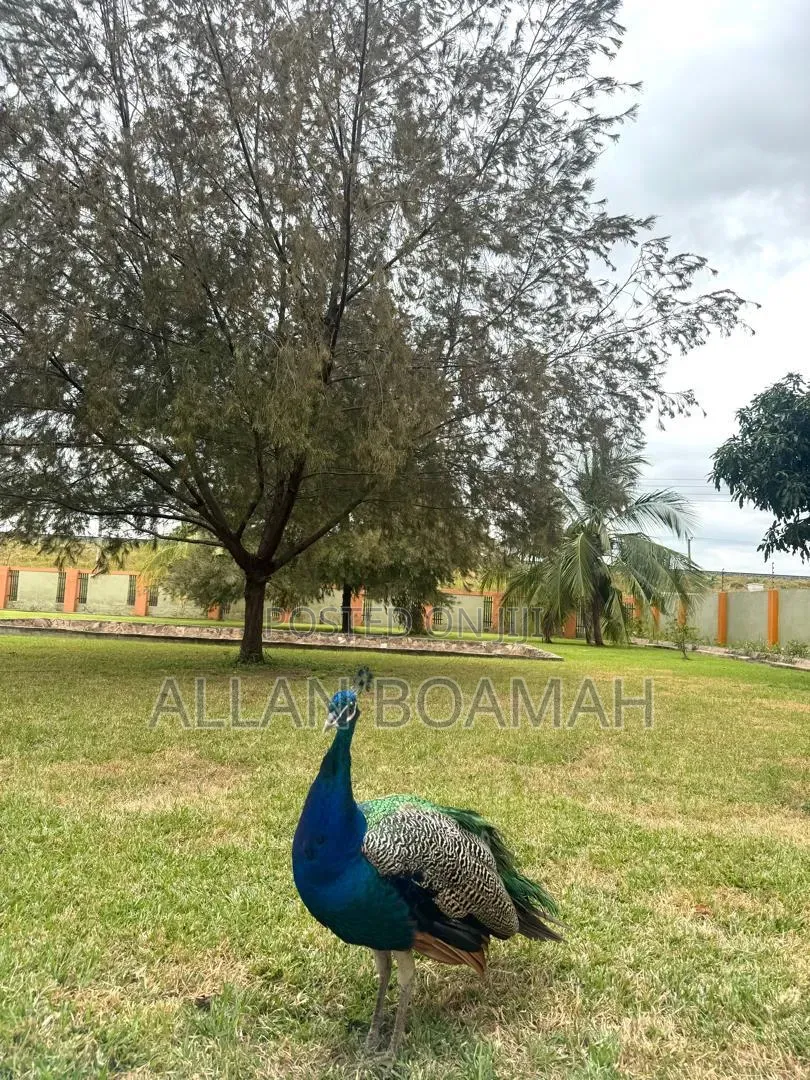 Young and Adult Peacock