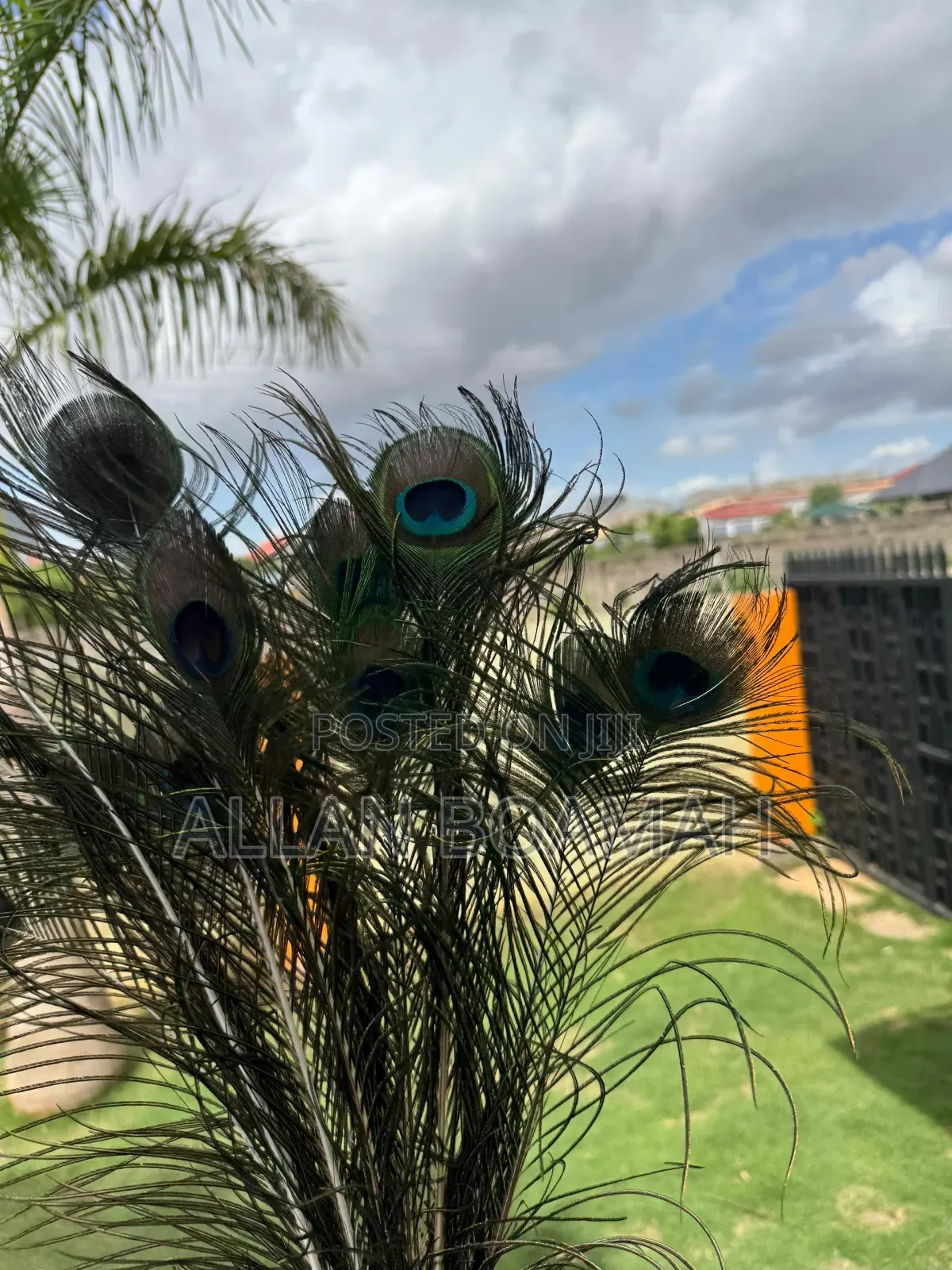 Peacock Feathers