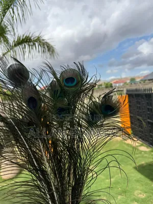 Peacock Feathers