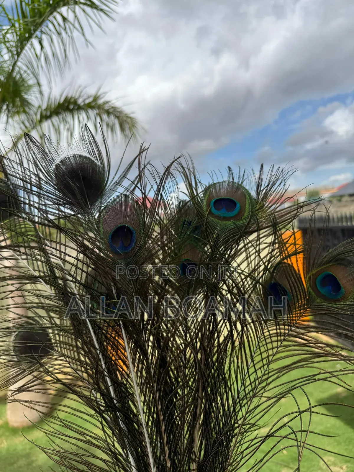 Peacock Feathers