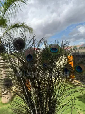 Peacock Feathers