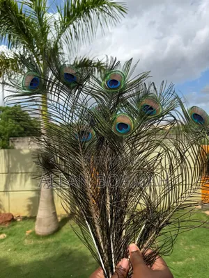 Peacock Feathers