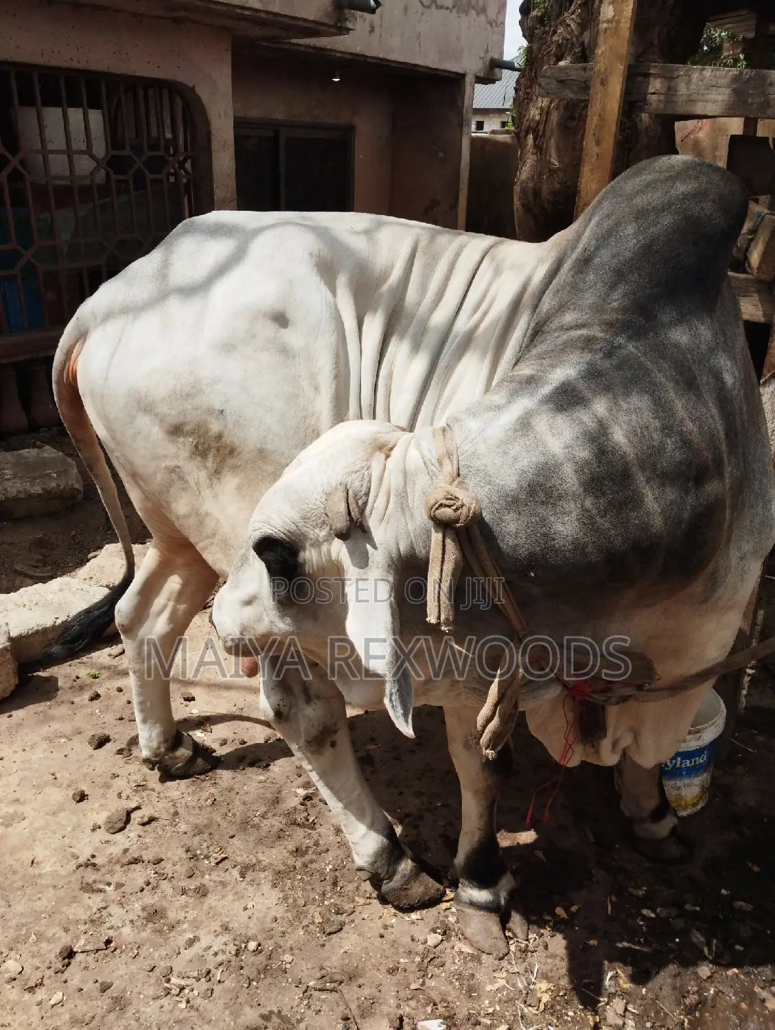 Big and Healthy Cow