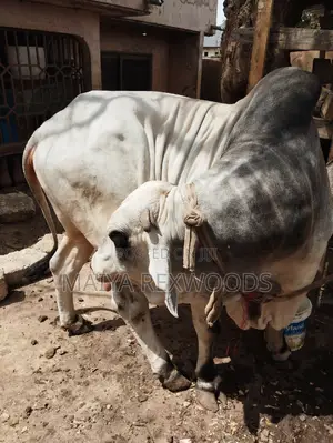 Big and Healthy Cow