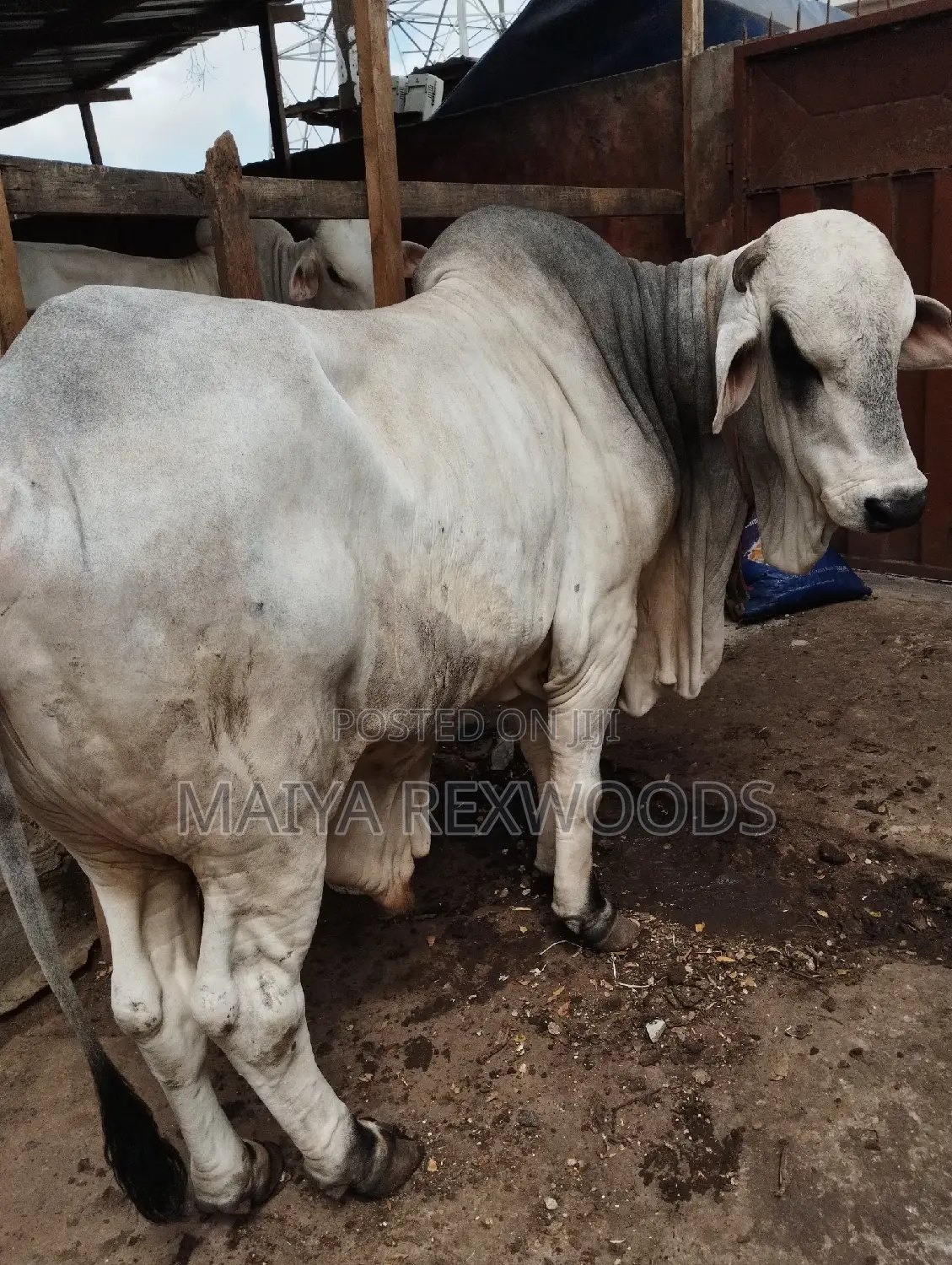 Big and Healthy Cow