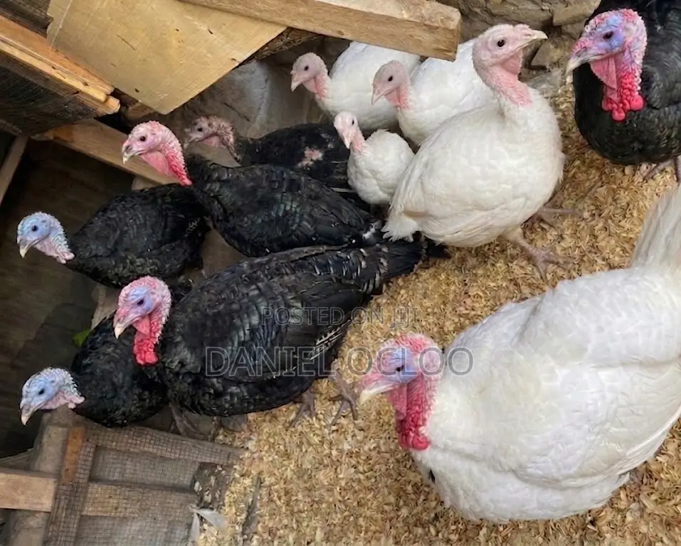 Healthy, Heavy, and Well-Matured Live Turkeys Available for Sale.