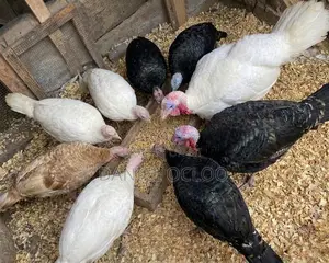 Healthy, Heavy, and Well-Matured Live Turkeys Available for Sale.