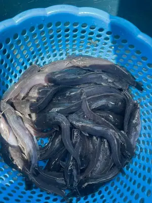 Catfish Fingerlings