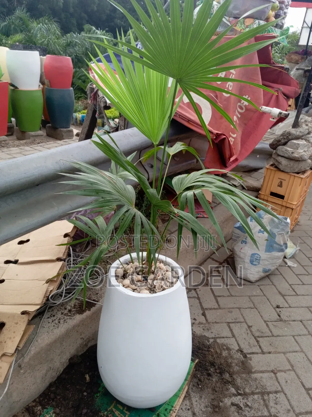 Fan Palm and Pot